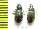 Carabidae sp.  Ethiopia - INSECTS-STORE.RU