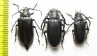 Prionus coriarius, pair  Russia, Tver reg. - INSECTS-STORE.RU