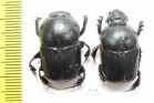 Onitis sp., pair  South Africa Rep. - INSECTS-STORE.RU