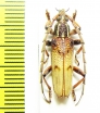 Coptopterus sp.  Indonesia, Papua - INSECTS-STORE.RU