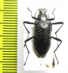 Tenebrionidae sp.  Indonesia, Sulawesi - INSECTS-STORE.RU