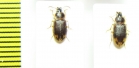 Carabidae sp.  South Africa Rep. - INSECTS-STORE.RU
