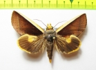 Noctuidae sp.  Bolivia - INSECTS-STORE.RU