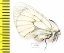 Parnassius mnemosyne caucasia  Armenia - INSECTS-STORE.RU