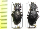 Carabus (Diocarabus) loschnikovi, pair  Russia, Krasnoyarsk reg. - INSECTS-STORE.RU