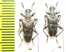 Paragaurotes ussuriensis, pair  Russia, Far East - INSECTS-STORE.RU