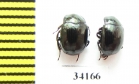 Sphaerites glabratus  Russia, Tver reg. - INSECTS-STORE.RU