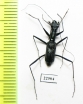 Pogonostoma sp.  Madagascar - INSECTS-STORE.RU