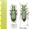 Cicindela pulchella  Nepal - INSECTS-STORE.RU