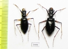 Oxycheila polita, pair  Panama - INSECTS-STORE.RU
