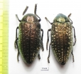 Julodis ? euphratica ssp.  Pakistan - INSECTS-STORE.RU