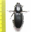 Passalidae sp.  Panama - INSECTS-STORE.RU