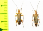 Oedemera natolica, pair  Turkey - INSECTS-STORE.RU