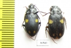 Carabidae sp.  Zambia - INSECTS-STORE.RU