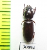 Carabidae sp.  Namibia - INSECTS-STORE.RU