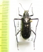 Tenebrionidae sp.  Malaysia, Borneo - INSECTS-STORE.RU