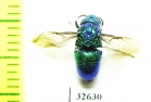 Chrysididae sp.  Indonesia, Java - INSECTS-STORE.RU