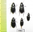 Carabidae sp.  South Africa Rep. - INSECTS-STORE.RU