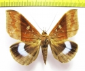 Noctuidae sp.  Malaysia - INSECTS-STORE.RU