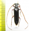 Cerambycidae sp.  Ecuador - INSECTS-STORE.RU