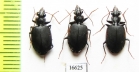 Carabidae sp.  Indonesia, Kalimantan - INSECTS-STORE.RU
