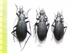 Carabus (Leptocarabus) arboreus, pair  Russia, Sakhalin isl. - INSECTS-STORE.RU