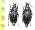 Carabus (Sphodristocarabus) janthinus janthinus, pair  Abkhazia - INSECTS-STORE.RU
