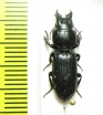 Carabidae sp.  Thailand - INSECTS-STORE.RU