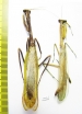 Mantodea sp.  Panama - INSECTS-STORE.RU