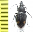 Carabidae sp.  Zambia - INSECTS-STORE.RU