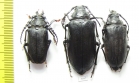 Prionus coriarius, pair  Russia, Tver reg. - INSECTS-STORE.RU