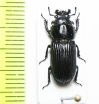 Nigidius sp.  Tanzania - INSECTS-STORE.RU