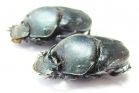 Proagoderus gibbiramus, pair  Tanzania - INSECTS-STORE.RU