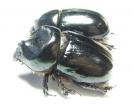 Cheiroplatys nitidus, pair  Australia - INSECTS-STORE.RU