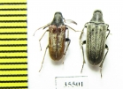 Ripiphoridae, Ptilophorus fallax, pair  Tajikistan - INSECTS-STORE.RU