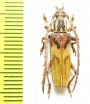 Coptopterus sp.  Indonesia, Papua - INSECTS-STORE.RU