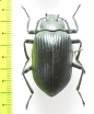 Tenebrionidae sp.  Malaysia, Borneo - INSECTS-STORE.RU