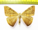 Geometridae sp.  Peru - INSECTS-STORE.RU