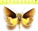 Noctuidae sp.  Bolivia - INSECTS-STORE.RU