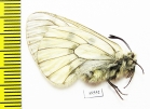 Parnassius mnemosyne giganteus  Tajikistan - INSECTS-STORE.RU