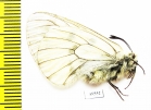 Parnassius mnemosyne uralka  Russia, Orenburg reg. - INSECTS-STORE.RU