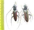 Cerambycidae sp., pair  Ecuador - INSECTS-STORE.RU