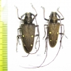 Cerambycidae sp., pair  Costa Rica - INSECTS-STORE.RU