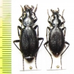 Carabus (Tribax) agnatus, pair  Armenia - INSECTS-STORE.RU