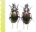 Carabus (Sphodristocarabus) armeniacus repletus, pair  Georgia - INSECTS-STORE.RU
