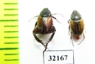 Hopliini sp., pair  South Africa Rep. - INSECTS-STORE.RU