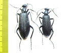 Cyaneolytta sp.  Zimbabwe - INSECTS-STORE.RU