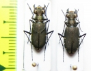 Calomera funerea, pair  Thailand - INSECTS-STORE.RU