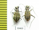 Cylindera arenaria viennensis  Czech Rep. - INSECTS-STORE.RU