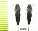 Agrilus agnatus  Laos - INSECTS-STORE.RU
